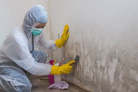 Why You Should Choose Our Mold Remediation Services in Janesville, CA